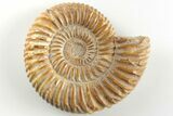 2.4" Polished Jurassic Ammonite (Perisphinctes) - Madagascar - #203861-1